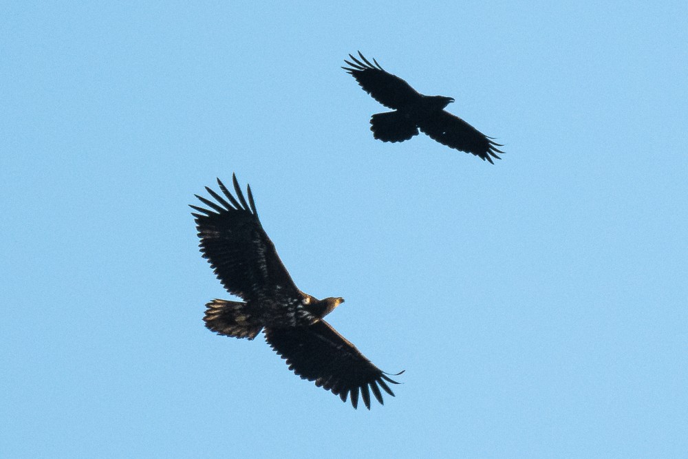 Two sea eagles in flight against a blue sky